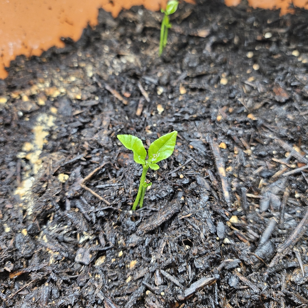 Green Seedling in Soil🍋🌱